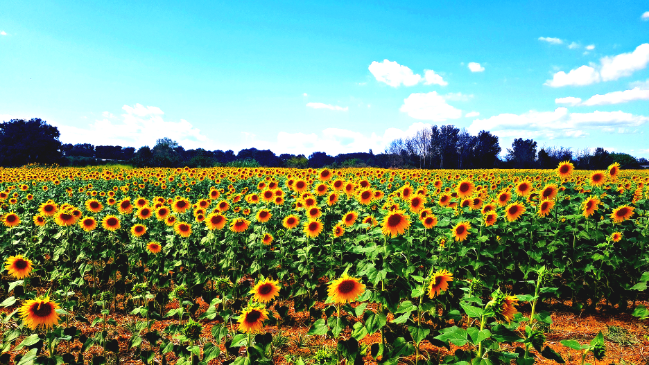sunflower fields, fields, sunflowers, fields of sunflowers, spain, costa brava, girona
